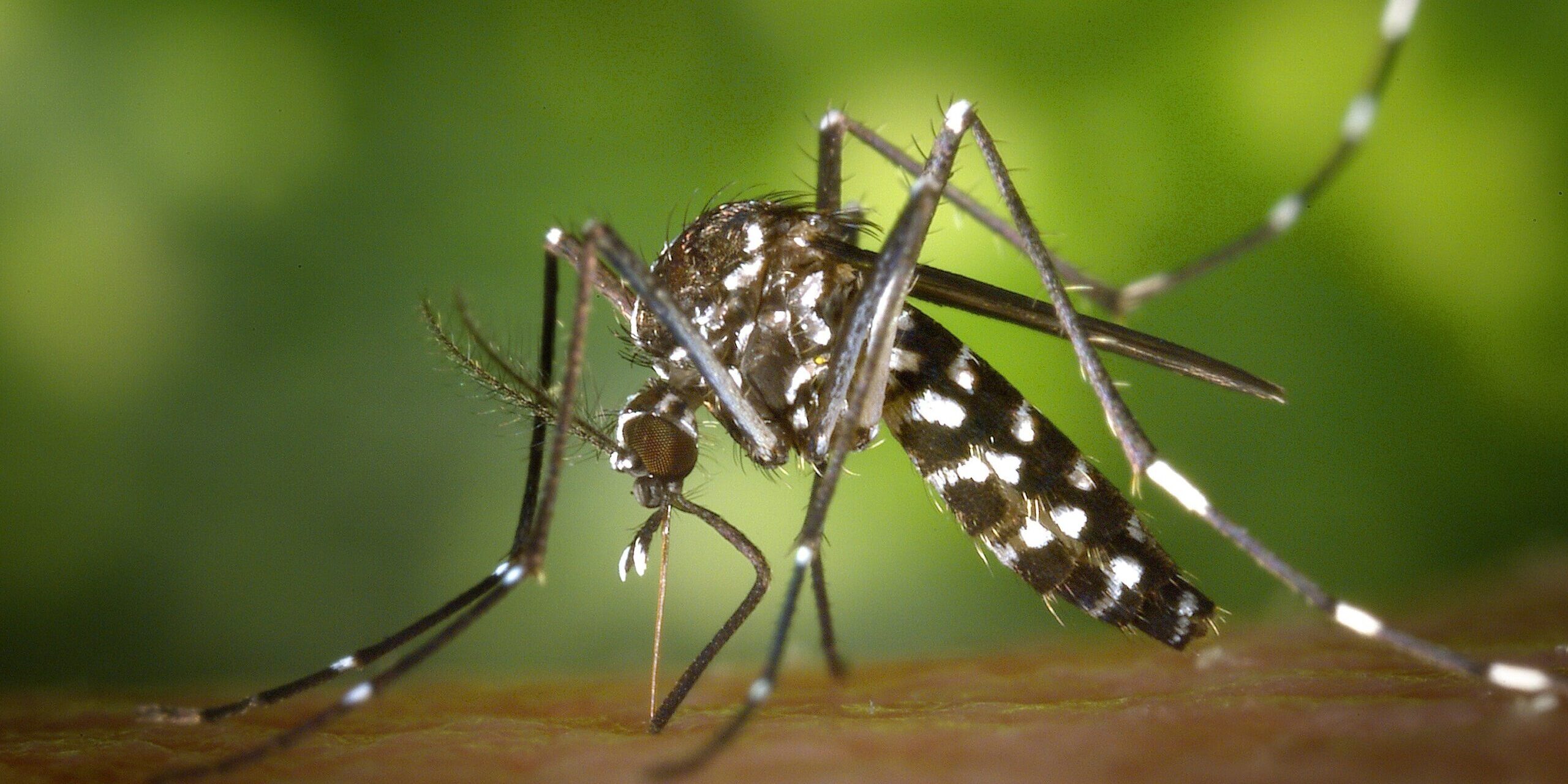 Malaria Mosquitoe